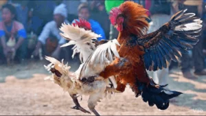 cockfight-bj88